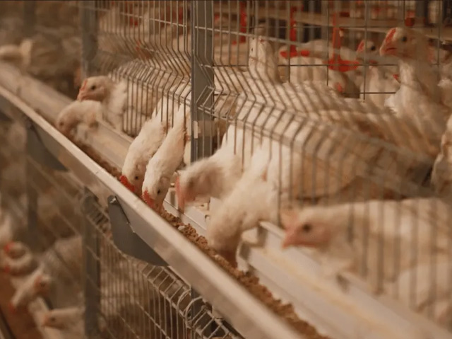 養(yǎng)殖屠宰污水